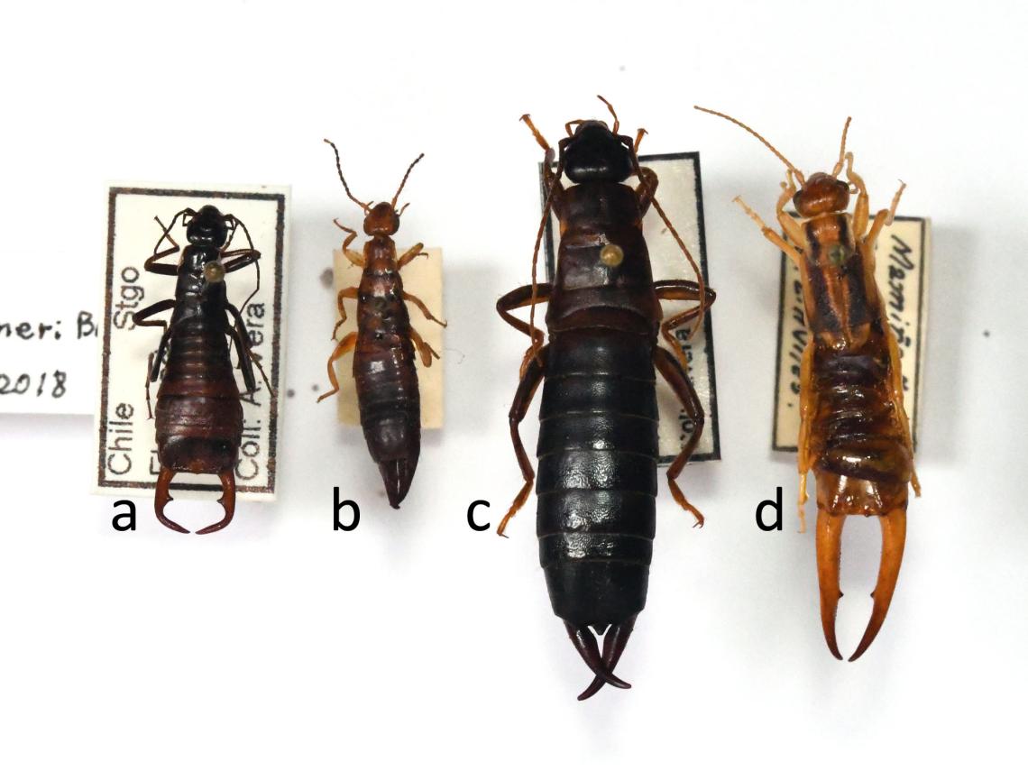 Figura 2. Algunas especies de tijeretas representadas en la Colección Nacional de Insectos del MNHN. a) Esphalmenus weidneri (Brindle) (Pygidicranidae), b) Euborellia annulipes (Lucas) (Anisolabididae), c) Gonolabina spectabilis (Philippi) (Pygidicranidae), d) Labidura riparia Pallas (Labiduridae). 