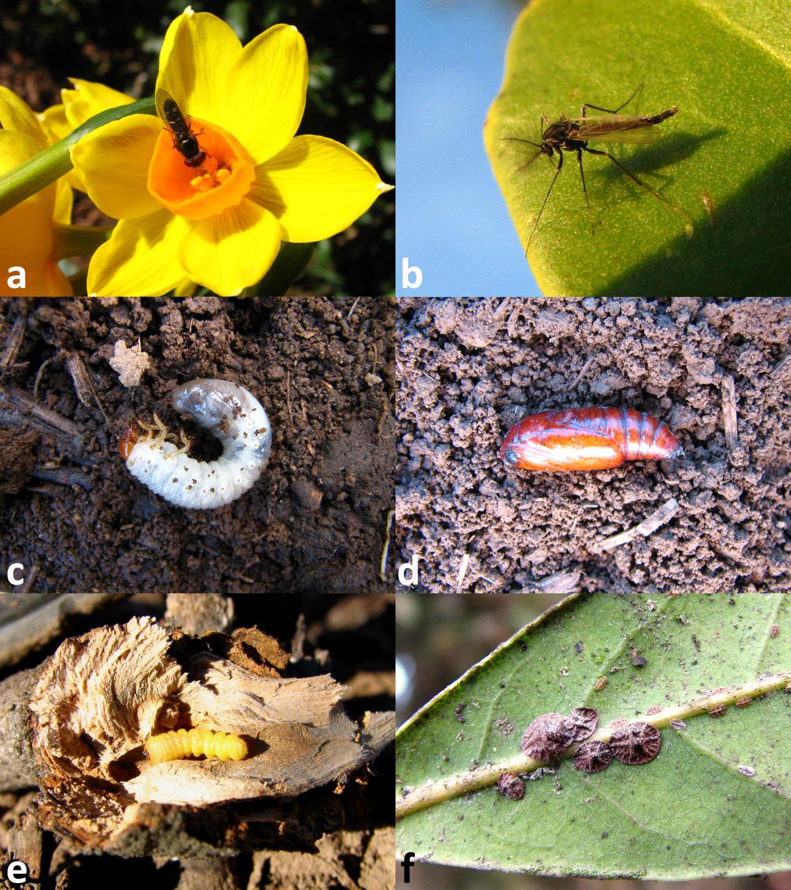 Los Insectos Y El Frío Invernal | Museo Nacional De Historia Natural