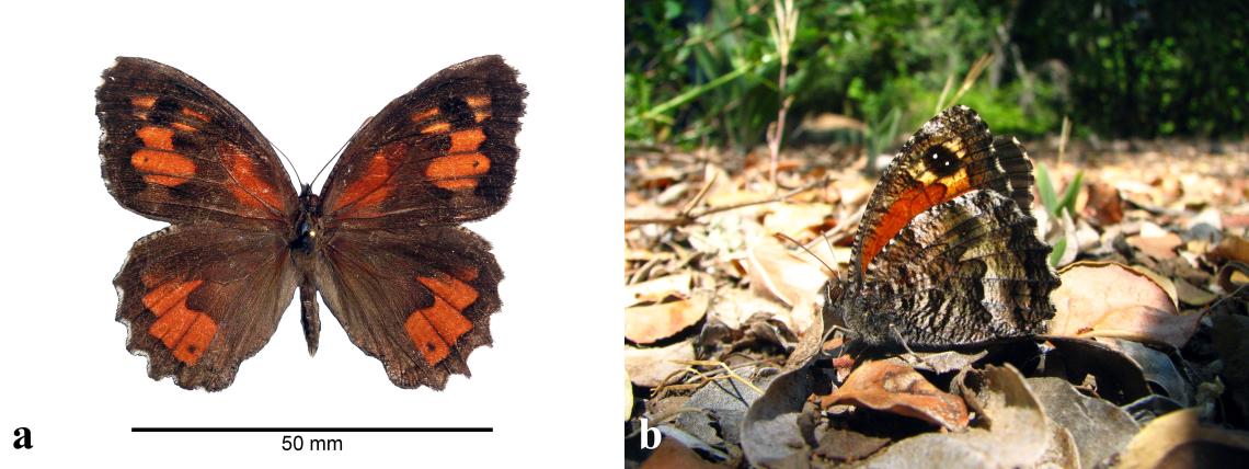 Figura 1. Elina montroli. a) Vista dorsal de ejemplar montado en alfiler. Vista lateral de ejemplar vivo posado en la hojarasca.