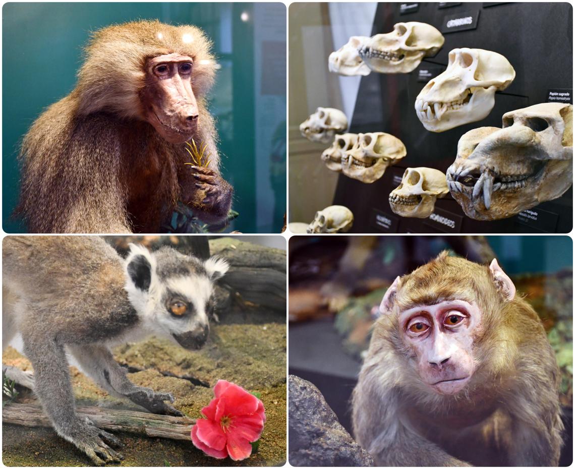 Primates MNHN