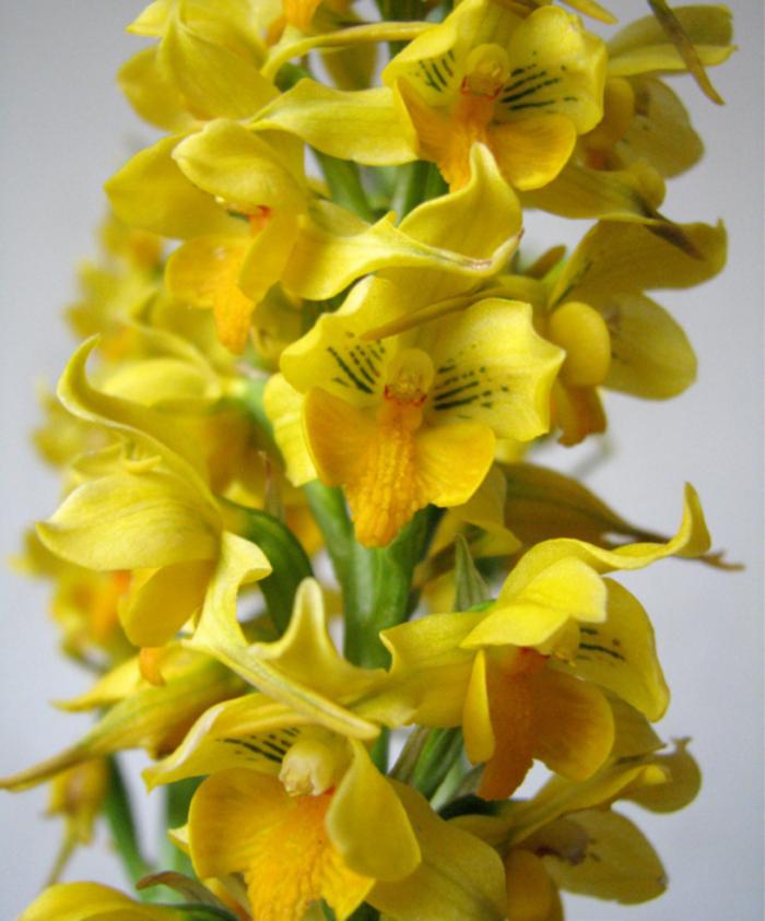 Gavilea odoratissima es una de las más lindas a pesar de tener flores pequeñas su inflorescencia floral es de de unos 25 cm llena de flores amarillas y fragantes