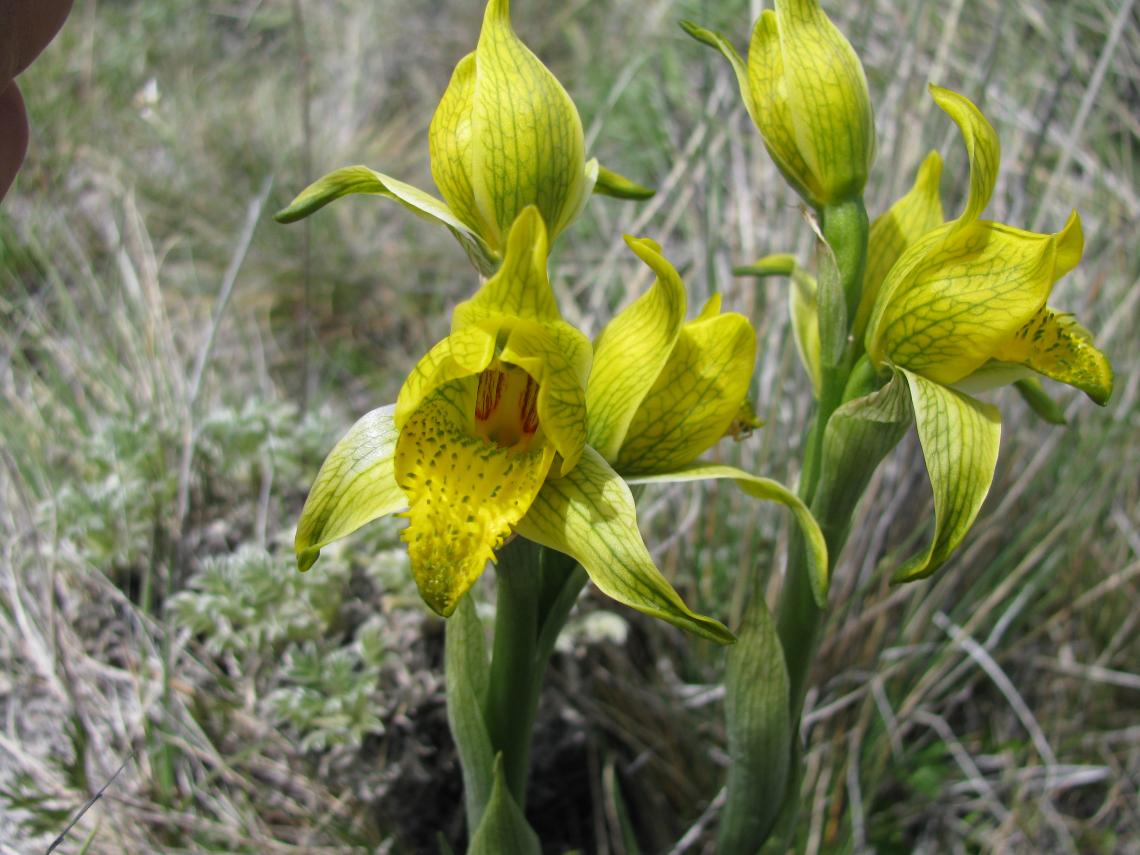 Otra de las más lindas es Chloraea × flavovirens, la inflorescencia es más alta y de color amarillo limón, pero las flores son pequeñas. Foto 4