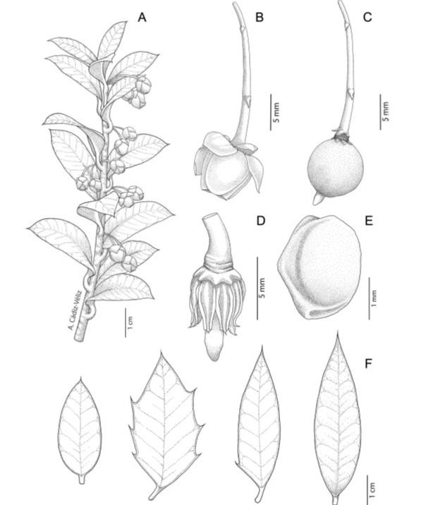 Figura 2. B. granítica. A, ramas herbáceas con flores; B, Flor; C, fruto; D, disco nectarífero intraestaminal, estambres, gineceo; E, semilla; F, Hojas. Dibujado por Arón Cádiz-Véliz.