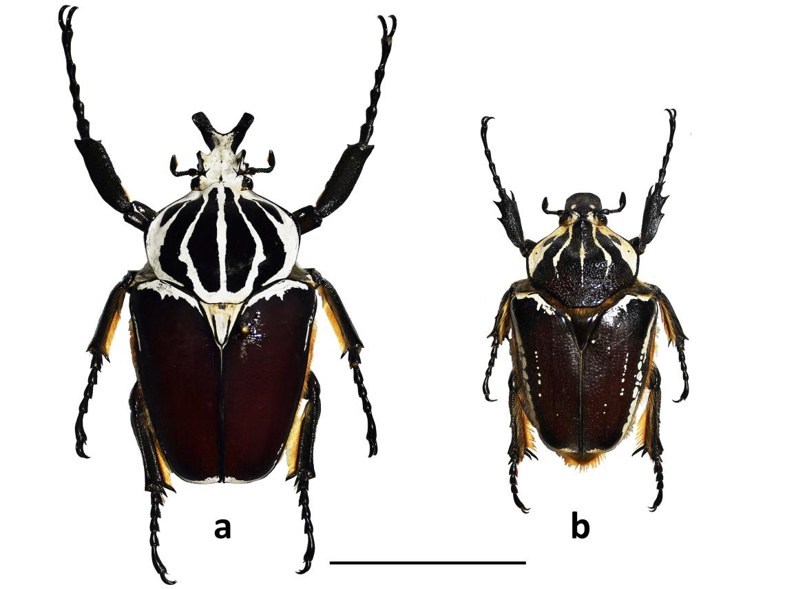 Figura 1. Goliathus goliatus. a) macho, b) hembra (escala 5 cm). Colección de Insectos Exóticos MNHN.