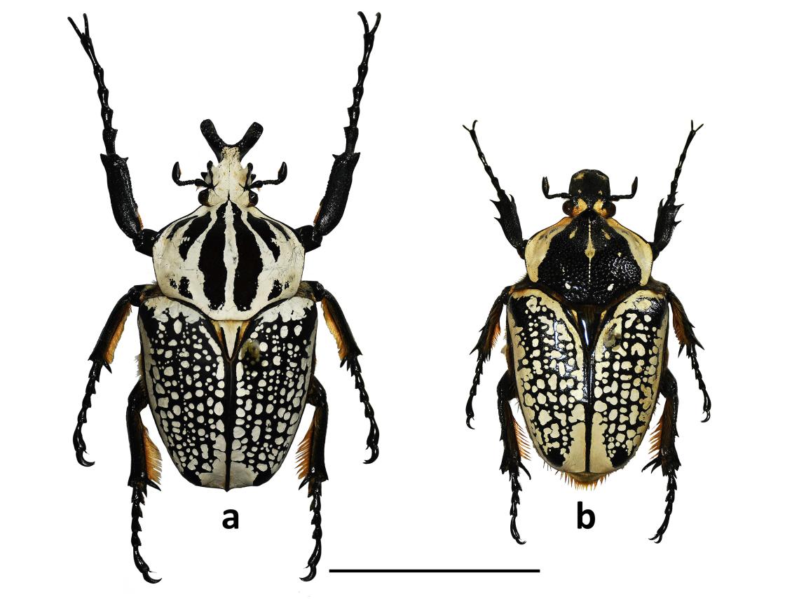 Figura 2. Goliathus orientalis. a) macho, b) hembra (escala 5 cm). Colección de Insectos Exóticos MNHN.