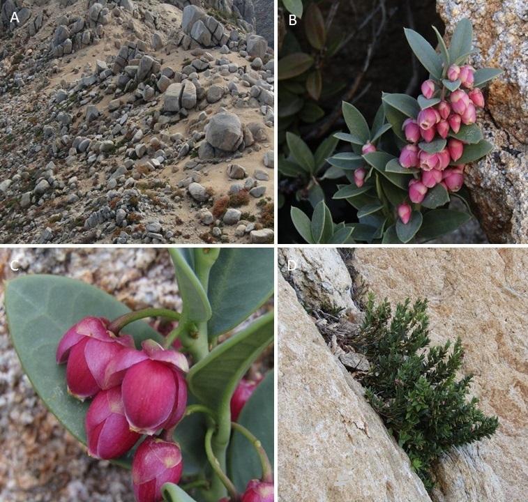 Figura 3. B. granitica. A, Habitat; B, Inflorescencia; C, Flores; D, Hábito. Fotos Alejandro E. Villarroel.