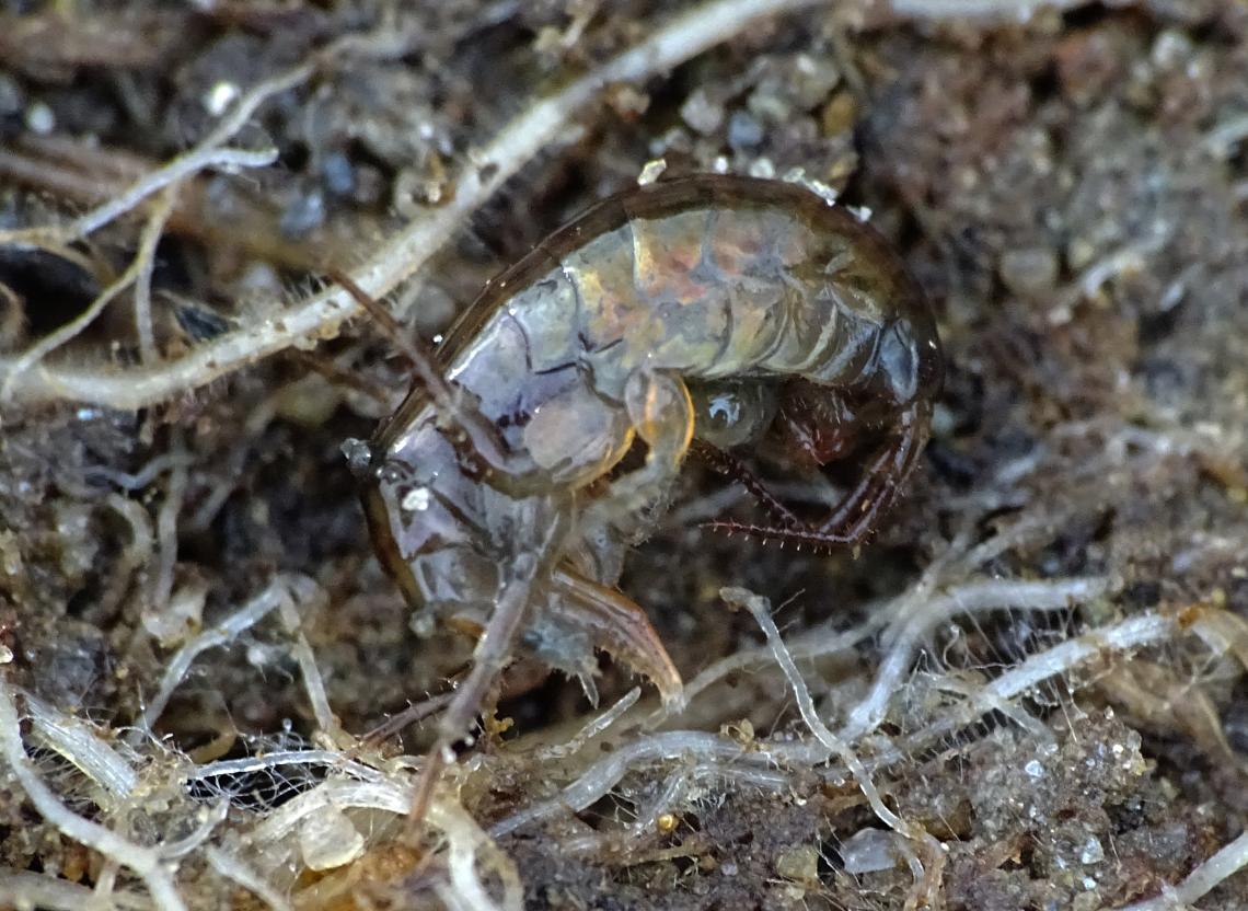 Figura 3: Lafkenorchestia oyarzuni en su hábitat natural, debajo de bolones en la ribera del estuario del rio Lliuco.  