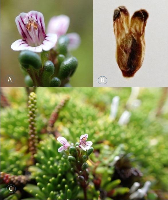 Fig. 2. A. Vista frontal de la flor; B. Cáliz lóbulos redondeados; C. Vista lateral de las flores.                (Foto: Patricio Saldivia).