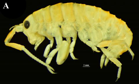 Figura 2: Imagen del neotipo de Orchestoidea tuberculata, un macho recolectado en playa Cochoa, región de Valparaíso. 